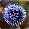 Echinops Thistle 