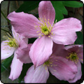Elizabeth Clematis