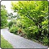  Golden Elm Tree 