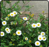 Mexican Daisy