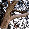 Eucalyptus Tree