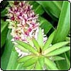  Eucomis 