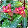  Euphorbia Fireglow 