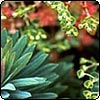 Euphorbia Martinii