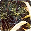 Euphorbia Martini, Flax & Tussock