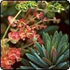 Euphorbia