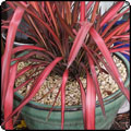 Red Phormium in Green Pot