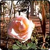 Nancy Steen