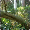Wattle Tree Damage