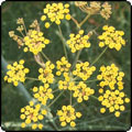 Bronze Fennel