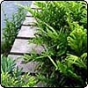 Water Bridge Ferns