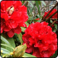  Spring Surprises - 2011 