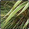 Flax and Carex 