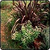 Bronze Corner Flax