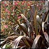Flax And Coprosma