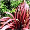  Red Flax and Fern 