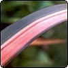 Striped Flax (Phormium) Leaves