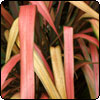 PInk Red Flax