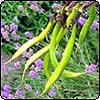 Green Flax Pod