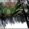  Pond Flax Reflections 