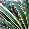 Rainbow Flax Stripes