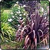  Red Flax by the Dog-Path 