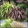 Using Phormiums in the Garden