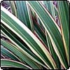 Flax Tricolor & Pittosporum