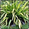 Flax (Phormium) Yellow Wave