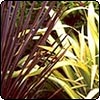 Red Cordyline with Flax