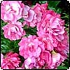  Flower Carpet Roses 
