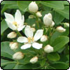  Flowering Choisya 