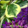  Variegated Hebes 