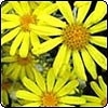  Senecio - Daisy Bush 