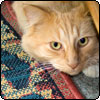 Animal Misdemeanours