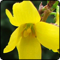  Forsythia 