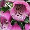 A Self Seeding Puzzle