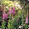  Foxglove Flowers 