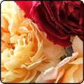 Garden Visits and Tours