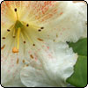 Cream Rhododendron Flower