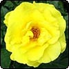 Friesia Rose