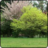 The Frisbee Lawn