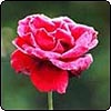 Rose Gardens