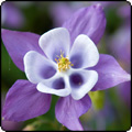 Blue Aquilegia