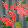 Sorbus Leaves in Autumn