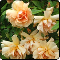 Crepuscule Summer Roses