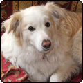 Red Border Collie