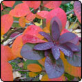 Autumn Cotinus Shrub