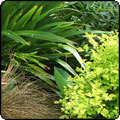 Garden Border Foliage