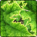 Gunnera Leaf